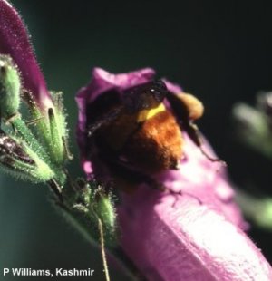 B. haemorrhoidalis B. haemorrhoidalis