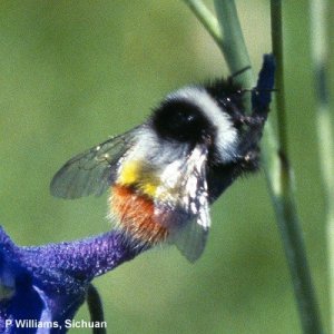 B. kashmirensis B. kashmirensis