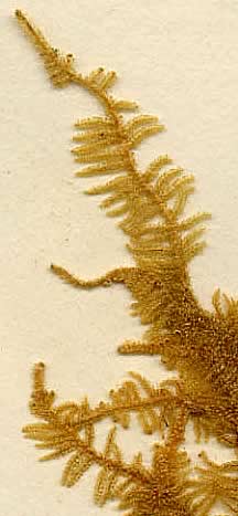 moss - close up of specimen