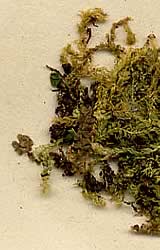moss specimen