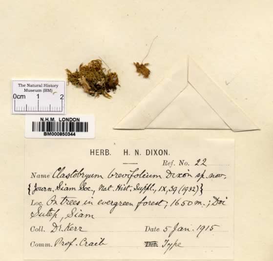 an example herbarium sheet of Clastobryum breofolium