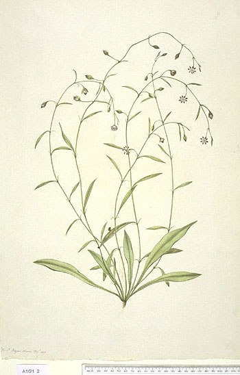 Portulacaceae sp.