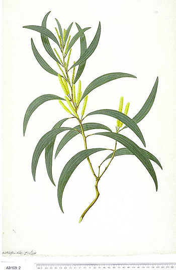 Acacia leiocalyx