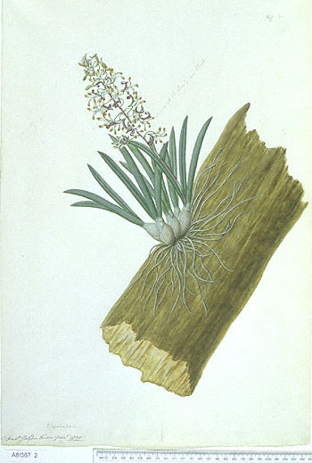 Dendrobium canaliculatum