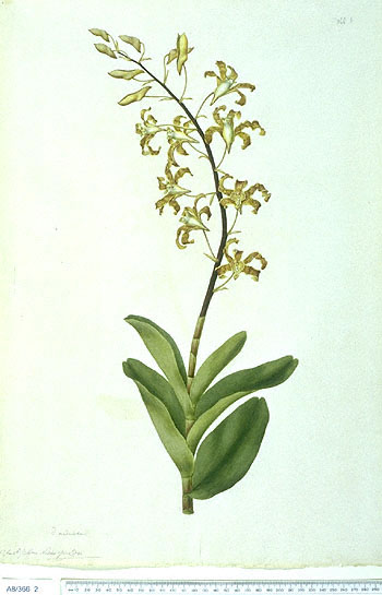Dendrobium discolor
