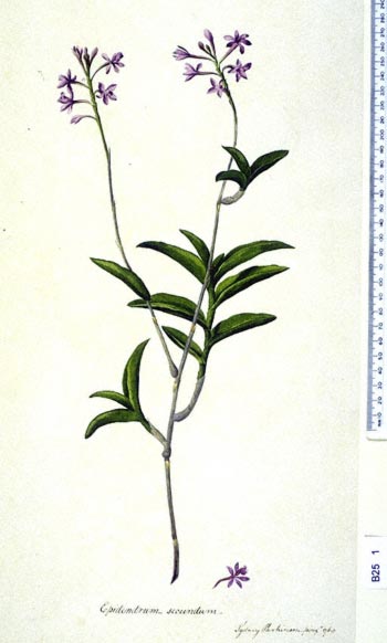 Epidendrum elongatum