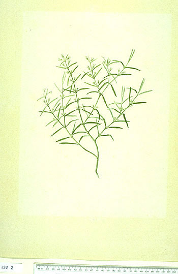 Hedyotis herbacea