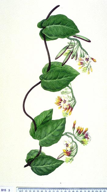 Temnadenia violacea