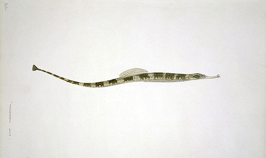 Syngnathus acus