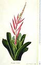 Aechmea nudicaulis