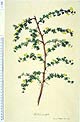 Berberis buxifolia