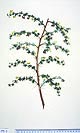 Berberis buxifolia