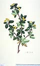 Berberis ilicifolia