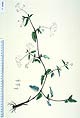 Boerhavia actuifolia