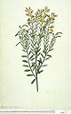 Bossiaea heterophylla