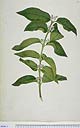 Callicarpa pedunculata