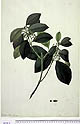 Carallia brachiata