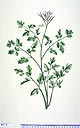 Cardamine geraniifolia