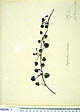 Centella uniflora