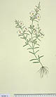 Centranthera cochinchinensis