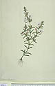 Centranthera cochinchinensis