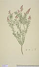 Comesperma ericinum
