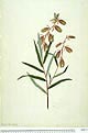 Crotalaria calycina