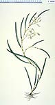 Dendrobium crispatum