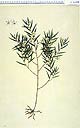 Dendrobium cunninghamii