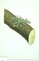 Dendrobium rigidum