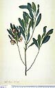 Dodonaea angustifolia