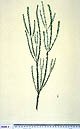 Epacris microphylla
