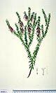Epicaris longiflora