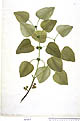 Eucalyptus alba
