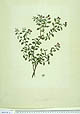 Gaultheria antipoda