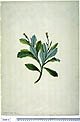 Gynura pseudochina