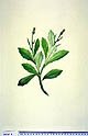 Gynura pseudochina