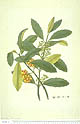 Hedycarya arborea