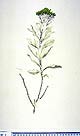 Helichrysum obconicum