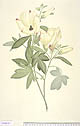 Hibiscus meraukensis