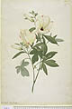 Hibiscus meraukensis