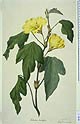 Hibiscus tiliaceus ssp. hastatus
