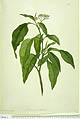 Jacquemontia paniculata