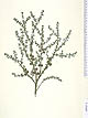 Leptospermum squarrosum
