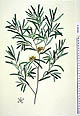 Melaleuca angustifolia