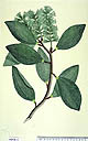 Melaleuca viridiflora