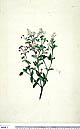 Oldenlandia biflora