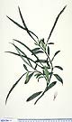Parsonia heterophylla
