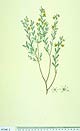 Phyllanthus hebecarpus