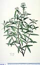 Pimelea longifolia